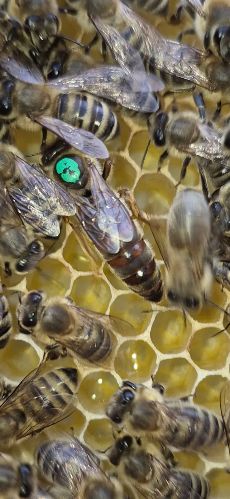 Bee hive and honey production